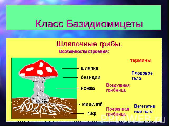 Класс Базидиомицеты Шляпочные грибы. Особенности строения: шляпка базидии ножка мицелий гиф Воздушная грибница Почвенная грибница термины Плодовое тело Вегетативное тело