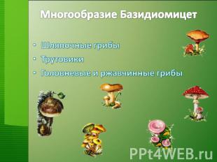 Многообразие Базидиомицет Шляпочные грибы Трутовики Головневые и ржавчинные гриб
