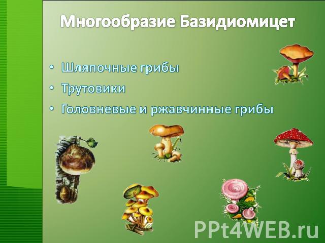 Многообразие Базидиомицет Шляпочные грибы Трутовики Головневые и ржавчинные грибы