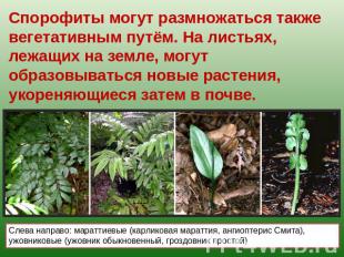 Спорофиты могут размножаться также вегетативным путём. На листьях, лежащих на зе
