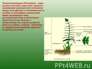 Папоротниковидные (Pterophyta) – отдел высших растений, известный с девона и зан