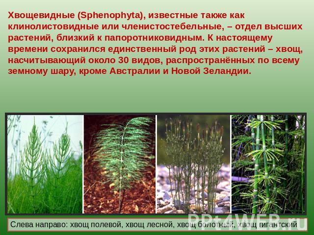Хвощевидные (Sphenophyta), известные также как клинолистовидные или членистостебельные, – отдел высших растений, близкий к папоротниковидным. К настоящему времени сохранился единственный род этих растений – хвощ, насчитывающий около 30 видов, распро…