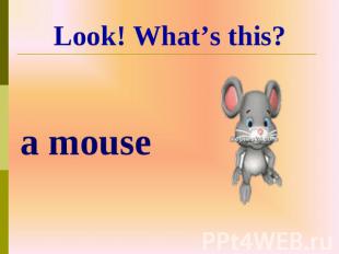 a mouse Look! What’s this?