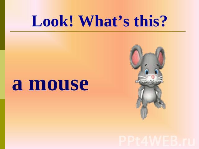 a mouse Look! What’s this?