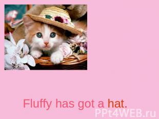 Fluffy has got a hat.