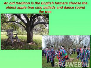 An old tradition is the English farmers choose the oldest apple-tree sing ballad