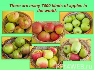 There are many 7000 kinds of apples in the world.
