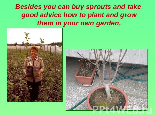 Besides you can buy sprouts and take good advice how to plant and grow them in your own garden.
