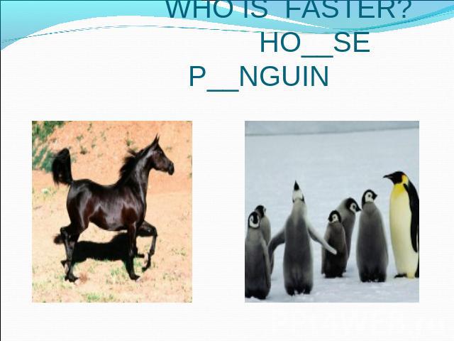 WHO IS FASTER? HO__SE P__NGUIN