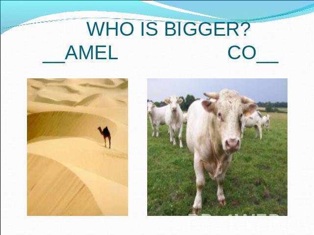 WHO IS BIGGER? __AMEL CO__
