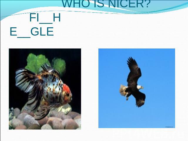 WHO IS NICER? FI__H E__GLE