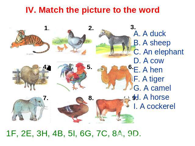 IV. Match the picture to the word A. A duck B. A sheep C. An elephant D. A cow E. A hen F. A tiger G. A camel H. A horse I. A cockerel 1F, 2E, 3H, 4B, 5I, 6G, 7C, 8A, 9D.