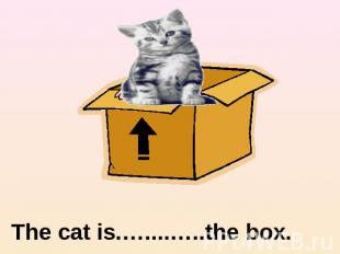 The cat is.…....…..the box.