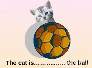 The cat is………....… the ball