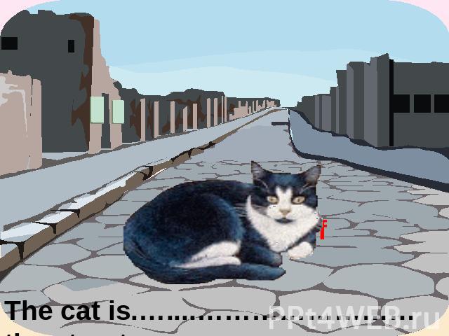 The cat is.…....……………………the street.