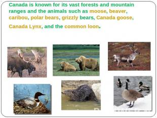 AnimalsCanada is known for its vast forests and mountain ranges and the animals