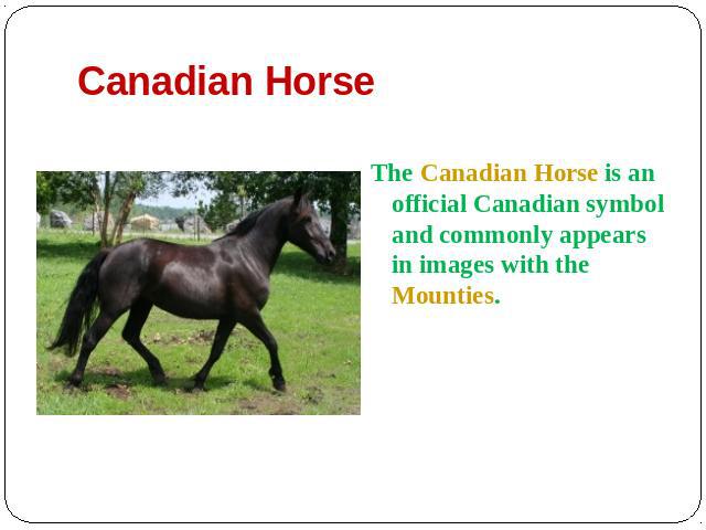Canadian Horse The Canadian Horse is an official Canadian symbol and commonly appears in images with the Mounties.