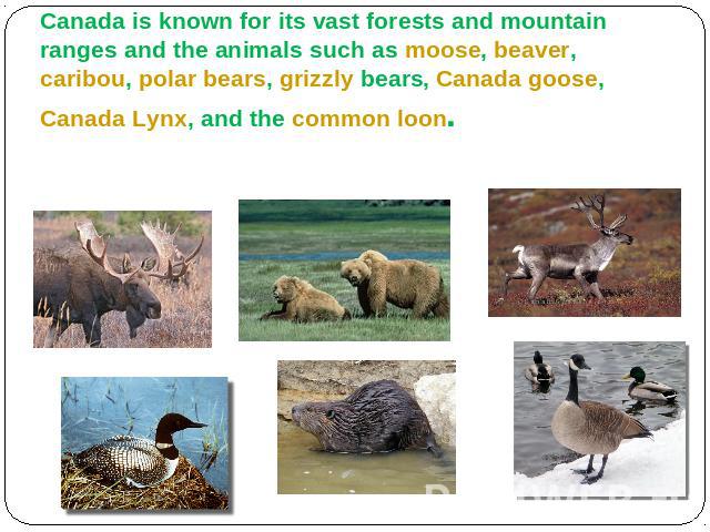 AnimalsCanada is known for its vast forests and mountain ranges and the animals such as moose, beaver, caribou, polar bears, grizzly bears, Canada goose, Canada Lynx, and the common loon.