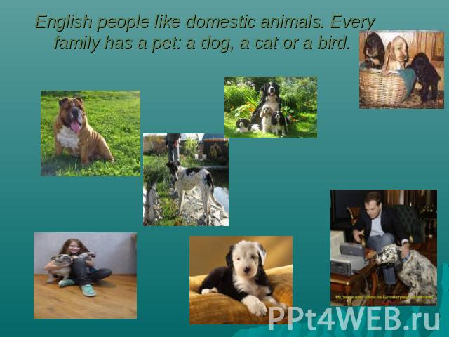 English people like domestic animals. Every family has a pet: a dog, a cat or a bird.