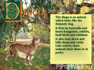 INGO The dingo is an animal which looks like the domestic dog. It lives in Austr