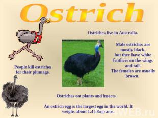 Ostrich Ostriches live in Australia. People kill ostriches for their plumage. Ma