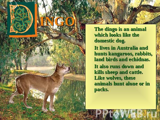 INGO The dingo is an animal which looks like the domestic dog. It lives in Australia and hunts kangaroos, rabbits, land birds and echidnas. It also runs down and kills sheep and cattle. Like wolves, these animals hunt alone or in packs.
