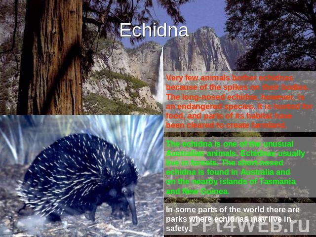 Echidna Very few animals bother echidnas because of the spikes on their bodies. The long-nosed echidna, however, is an endangered species. It is hunted for food, and parts of its habitat have been cleared to create farmland. The echidna is one of th…