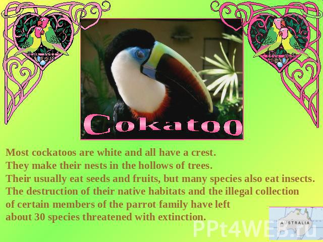 Cokatoo Most cockatoos are white and all have a crest. They make their nests in the hollows of trees. Their usually eat seeds and fruits, but many species also eat insects. The destruction of their native habitats and the illegal collection of certa…