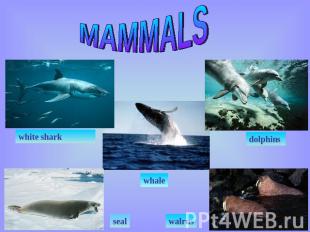 MAMMALS white shark dolphins whale seal walrus