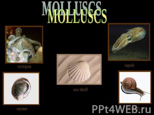 MOLLUSСS octopus squid sea shell oyster SNAIL