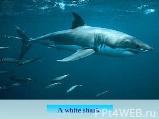 A white shark
