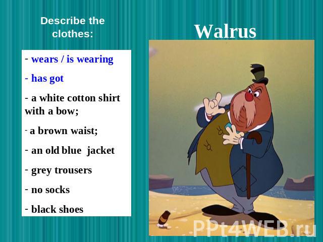 Walrus Describe the clothes: wears / is wearing has got a white cotton shirt with a bow; a brown waist; an old blue jacket grey trousers no socks black shoes