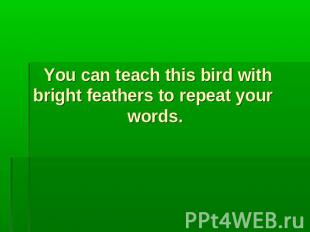 You can teach this bird with bright feathers to repeat your words.