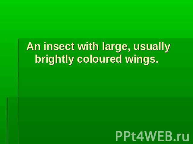 An insect with large, usually brightly coloured wings.