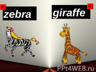 zebra giraffe