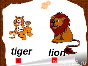 tiger lion