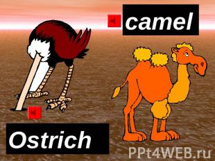 camel Ostrich