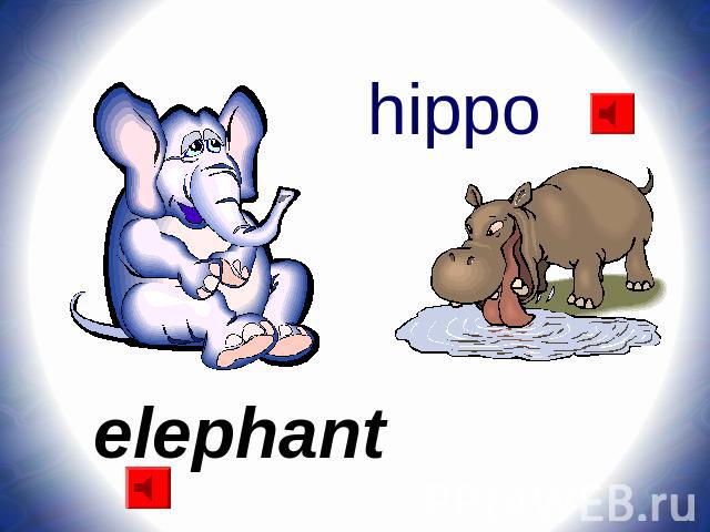 hippo elephant
