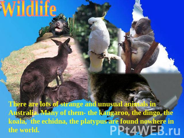 Wildlife There are lots of strange and unusual animals in Australia. Many of them- the kangaroo, the dingo, the koala, the echidna, the platypus are found nowhere in the world.