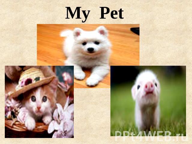 My Pet