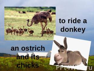 to ride a donkey an ostrich and its chicks