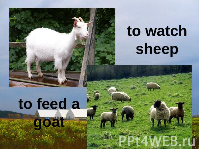 to watch sheep to feed a goat