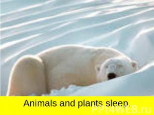 Animals and plants sleep.