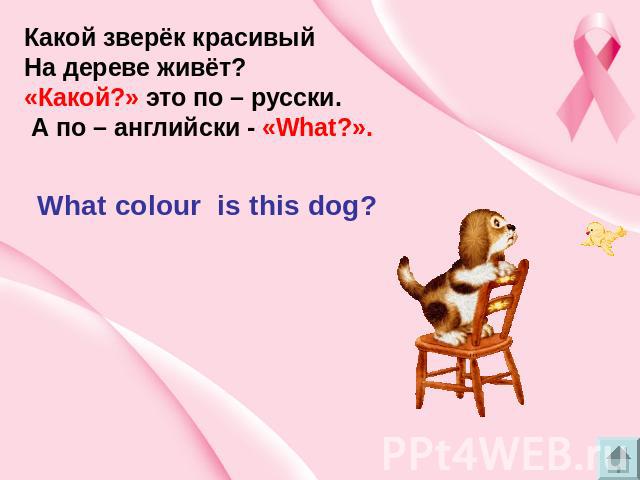 Какой зверёк красивый На дереве живёт? «Какой?» это по – русски. А по – английски - «What?». What colour is this dog?