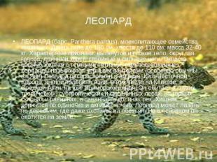 ЛЕОПАРД ЛЕОПАРД (барс, Panthera pardus), млекопитающее семейства кошачьих. Длина