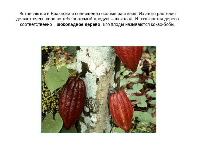 Встречаются в Бразилии и совершенно особые растения. Из этого растения делают очень хорошо тебе знакомый продукт – шоколад. И называется дерево соответственно – шоколадное дерево. Его плоды называются кокао-бобы.