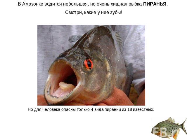 В Амазонке водится небольшая, но очень хищная рыбка ПИРАНЬЯ. Смотри, какие у нее зубы! Но для человека опасны только 4 вида пираний из 18 известных.