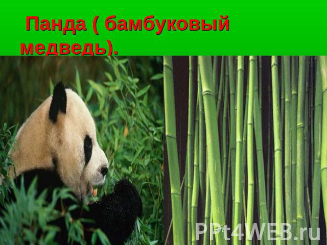 Панда ( бамбуковый медведь).