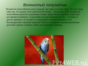 Вол Волнистый попугайчик Волнистых попугайчиков знает каждый, они живут по всему