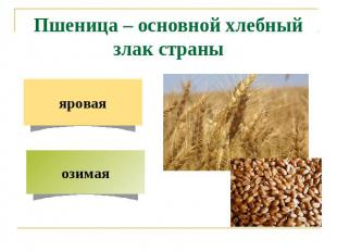 Пшеница – основной хлебный злак страны яровая озимая